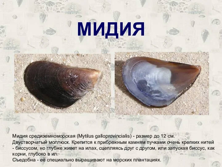 МИДИЯ Мидия средиземноморская (Mytilus galloprovincialis) - размер до 12 см. Двустворчатый моллюск.