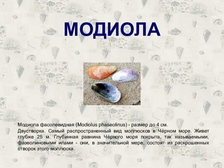 МОДИОЛА Модиола фасолевидная (Modiolus phaseolinus) - размер до 4 см. Двустворка. Самый