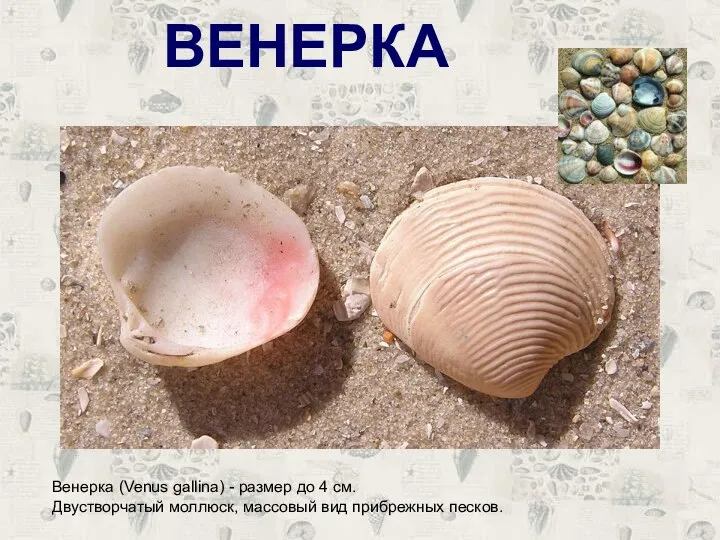 ВЕНЕРКА Венерка (Venus gallina) - размер до 4 см. Двустворчатый моллюск, массовый вид прибрежных песков.