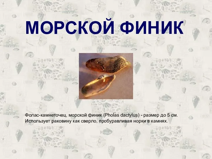МОРСКОЙ ФИНИК Фолас-камнеточец, морской финик (Pholas dactylus) - размер до 5 см.