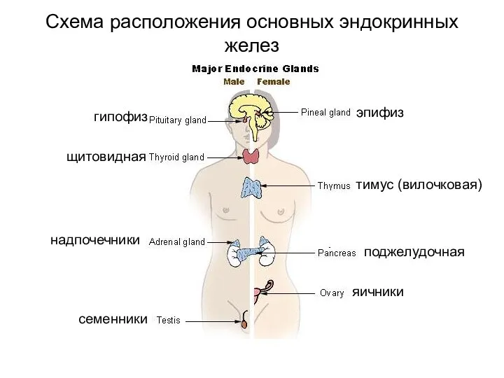 Схема расположения основных эндокринных желез гипофиз эпифиз щитовидная тимус (вилочковая) надпочечники поджелудочная яичники семенники