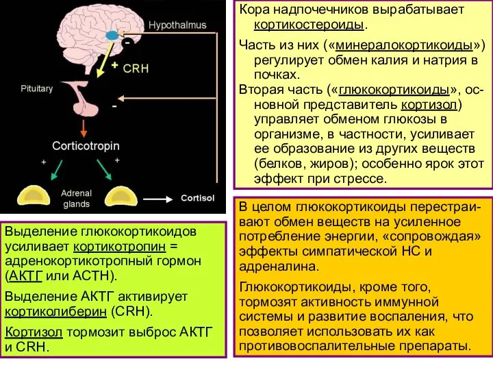 Кора надпочечников вырабатывает кортикостероиды. Часть из них («минералокортикоиды») регулирует обмен калия и