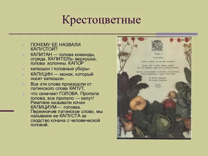 Крестоцветные ПОЧЕМУ ЕЕ НАЗВАЛИ КАПУСТОЙ? КАПИТАН — голова команды, отряда. КАПИТЕЛЬ- верхушка,