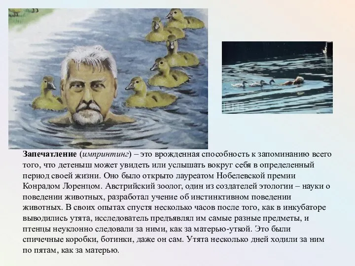 Запечатление (импринтинг) – это врожденная способность к запоминанию всего того, что детеныш