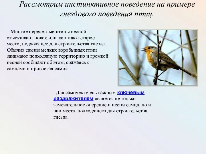 Рассмотрим инстинктивное поведение на примере гнездового поведения птиц. Многие перелетные птицы весной