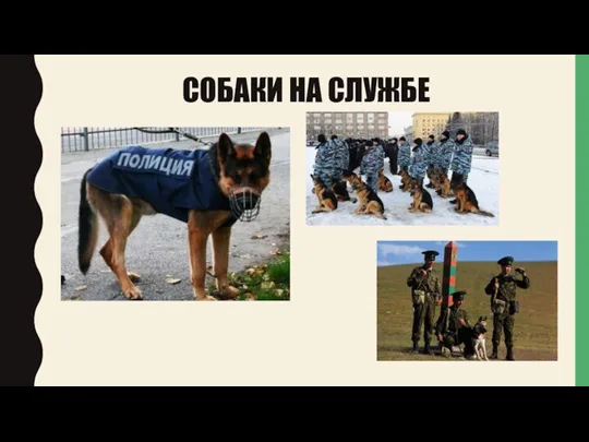 СОБАКИ НА СЛУЖБЕ