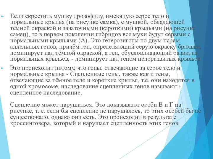 Если скрестить мушку дрозофилу, имеющую серое тело и нормальные крылья (на рисунке