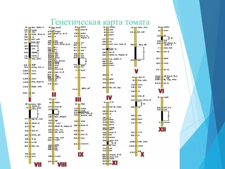 Генетическая карта томата