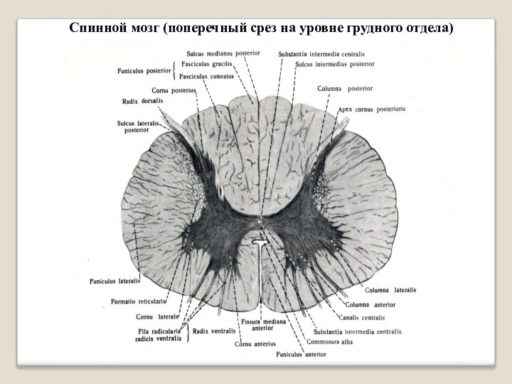 Спинной мозг (поперечный срез на уровне грудного отдела)