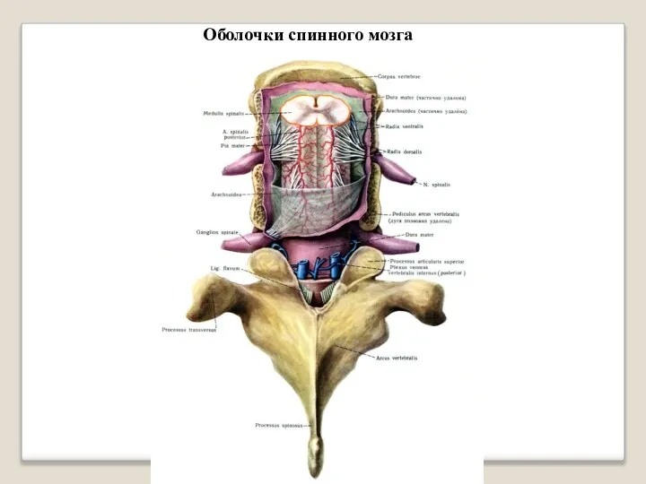 Оболочки спинного мозга