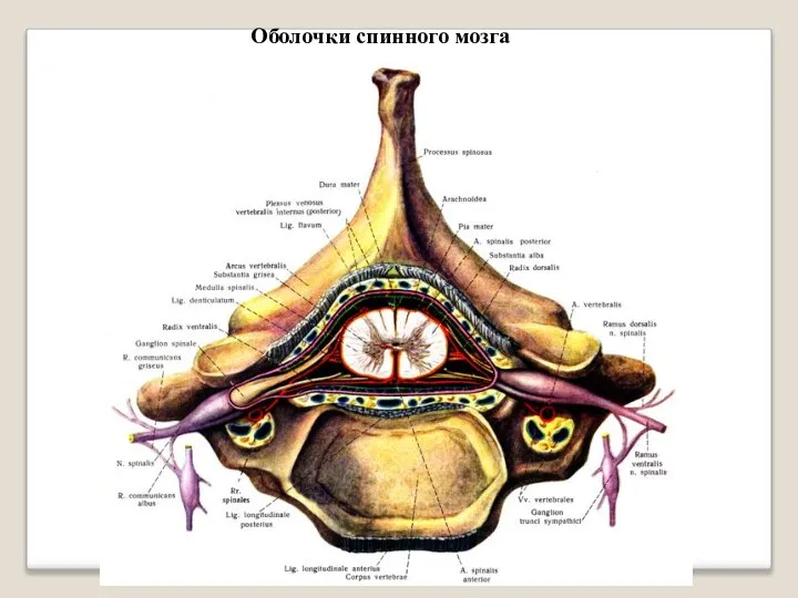 Оболочки спинного мозга