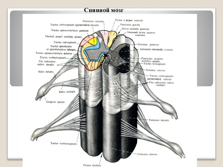 Спинной мозг