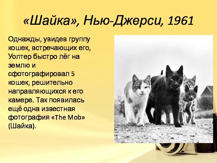 «Шайка», Нью-Джерси, 1961 Однажды, увидев группу кошек, встречающих его, Уолтер быстро лёг