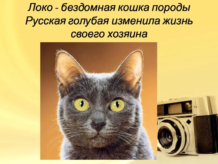 Локо - бездомная кошка породы Русская голубая изменила жизнь своего хозяина
