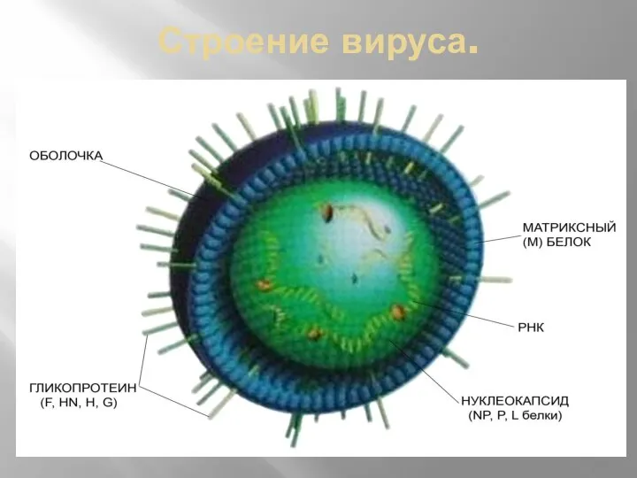 Строение вируса.