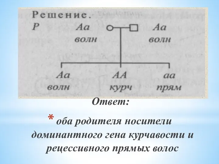 Ответ: оба родителя носители доминантного гена курчавости и рецессивного прямых волос