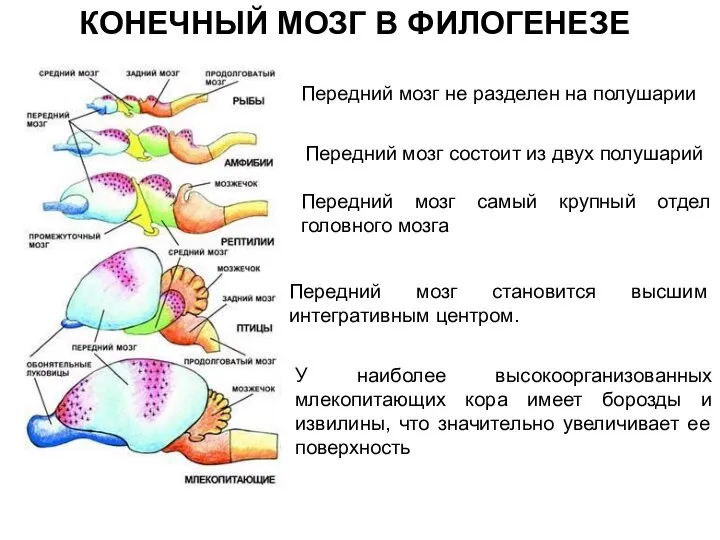 Передний мозг не разделен на полушарии Передний мозг состоит из двух полушарий