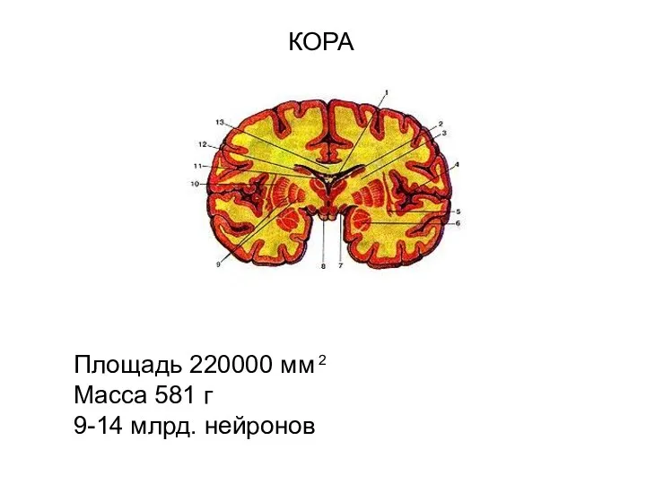 КОРА Площадь 220000 мм Масса 581 г 9-14 млрд. нейронов 2