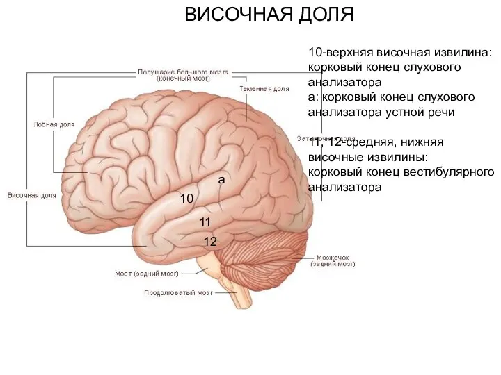 ВИСОЧНАЯ ДОЛЯ 10 11 12 10-верхняя височная извилина: корковый конец слухового анализатора