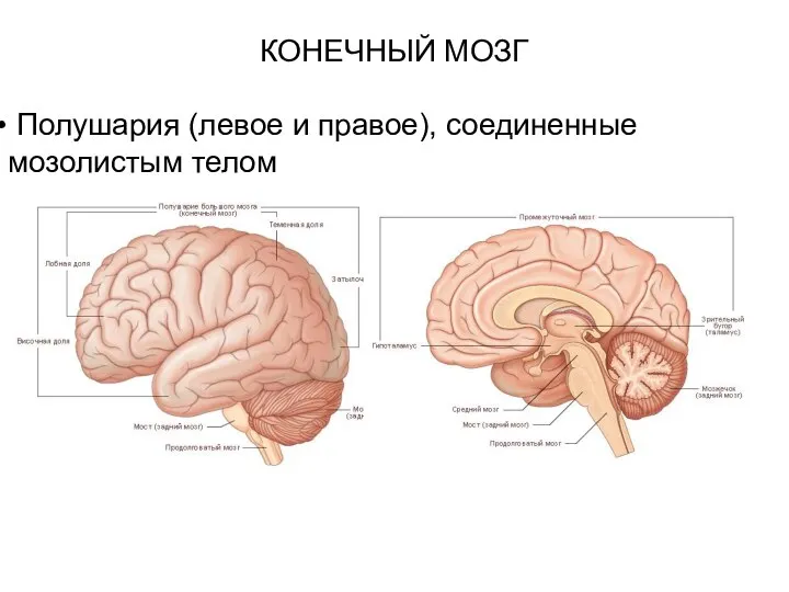 КОНЕЧНЫЙ МОЗГ Полушария (левое и правое), соединенные мозолистым телом