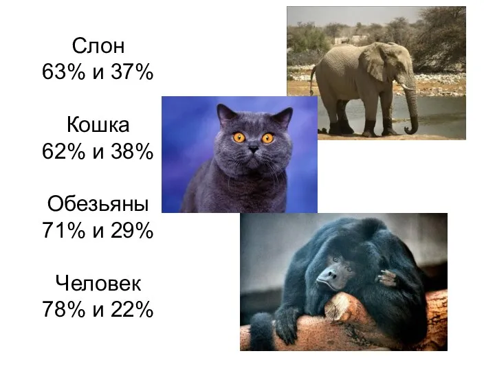 Слон 63% и 37% Кошка 62% и 38% Обезьяны 71% и 29% Человек 78% и 22%