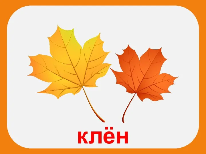 клён