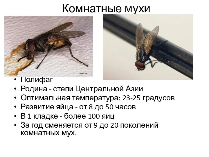 Комнатные мухи Полифаг Родина - степи Центральной Азии Оптимальная температура: 23-25 градусов
