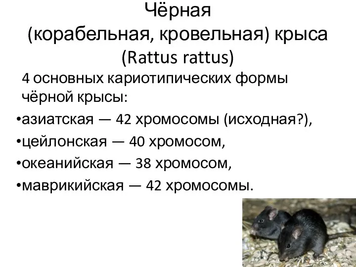 Чёрная (корабельная, кровельная) крыса (Rattus rattus) 4 основных кариотипических формы чёрной крысы: