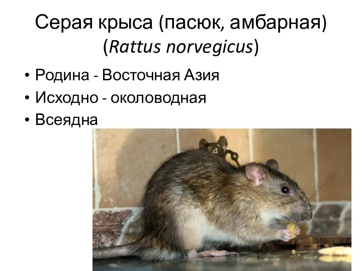 Серая крыса (пасюк, амбарная) (Rattus norvegicus) Родина - Восточная Азия Исходно - околоводная Всеядна