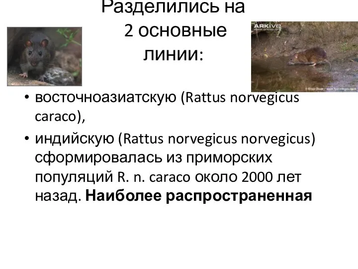 Разделились на 2 основные линии: восточноазиатскую (Rattus norvegicus caraco), индийскую (Rattus norvegicus