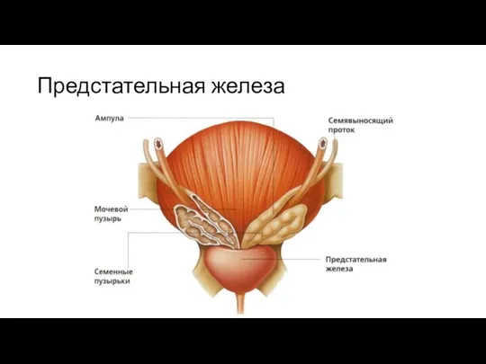 Предстательная железа