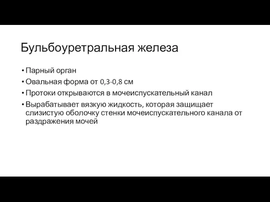 Бульбоуретральная железа Парный орган Овальная форма от 0,3-0,8 см Протоки открываются в