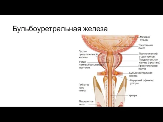 Бульбоуретральная железа