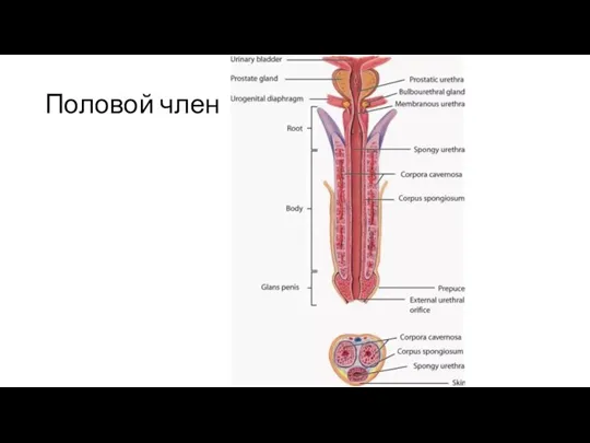 Половой член