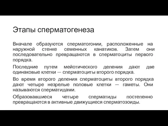 Этапы сперматогенеза Вначале образуются сперматогонии, расположенные на наружной стенке семенных канатиков. Затем