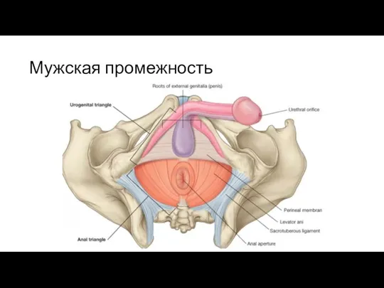 Мужская промежность