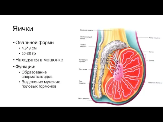 Яички Овальной формы 4,5*3 см 20-30 гр Находятся в мошонке Функции: Образование