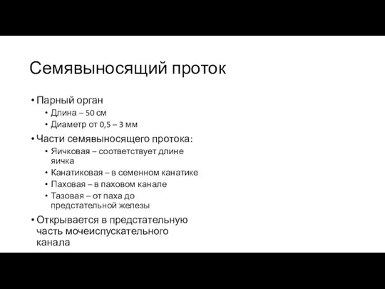 Семявыносящий проток Парный орган Длина – 50 см Диаметр от 0,5 –