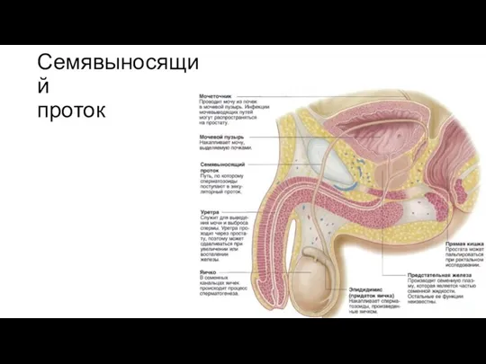 Семявыносящий проток