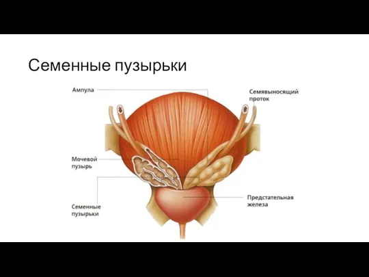 Семенные пузырьки