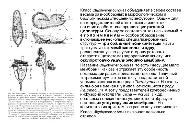 Класс Oligohymenophorea объединяет в своем составе весьма разнообразных в морфологическом и биологическом