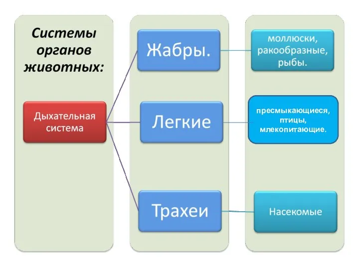 пресмыкающиеся, птицы, млекопитающие.