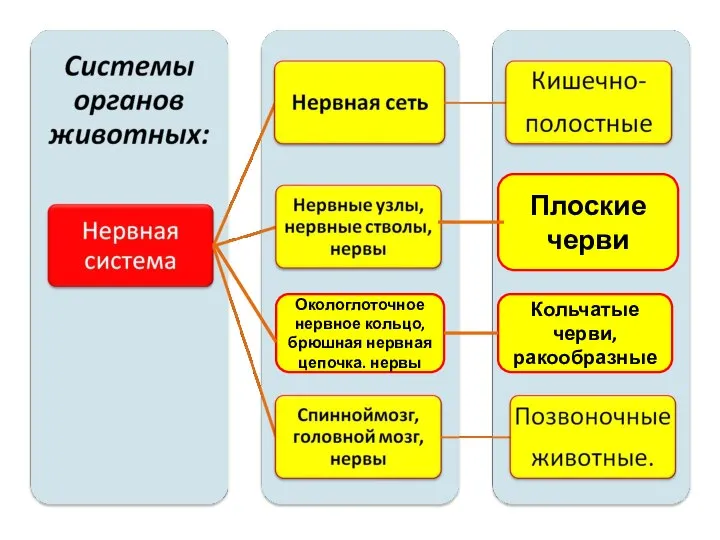 Плоские черви Окологлоточное нервное кольцо, брюшная нервная цепочка. нервы Кольчатые черви, ракообразные