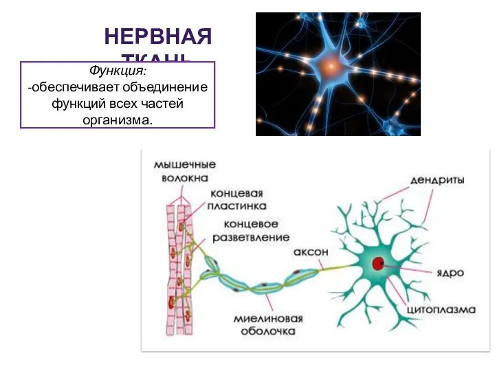 НЕРВНАЯ ТКАНЬ Функция: -обеспечивает объединение функций всех частей организма.