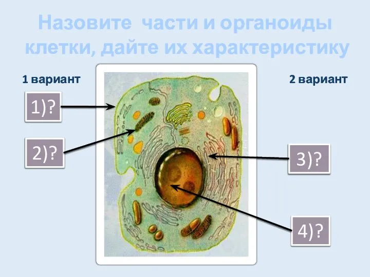 Назовите части и органоиды клетки, дайте их характеристику 1 вариант 2 вариант 1)? 2)? 3)? 4)?