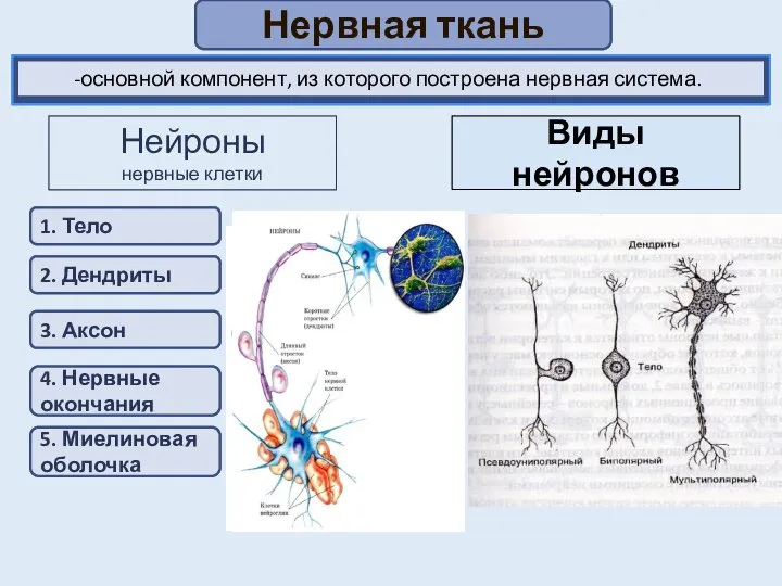 Нервная ткань Нейроны нервные клетки 1. Тело 2. Дендриты 3. Аксон 4.