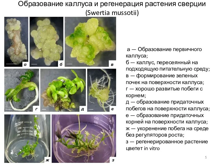 Образование каллуса и регенерация растения сверции (Swertia mussotii) а — Образование первичного