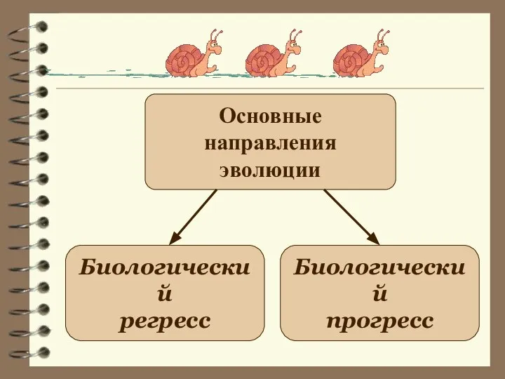 Основные направления эволюции Биологический регресс Биологический прогресс