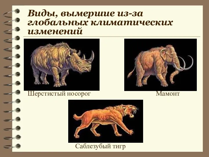 Виды, вымершие из-за глобальных климатических изменений Шерстистый носорог Мамонт Саблезубый тигр