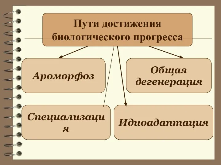 Пути достижения биологического прогресса Специализация Идиоадаптация Общая дегенерация Ароморфоз